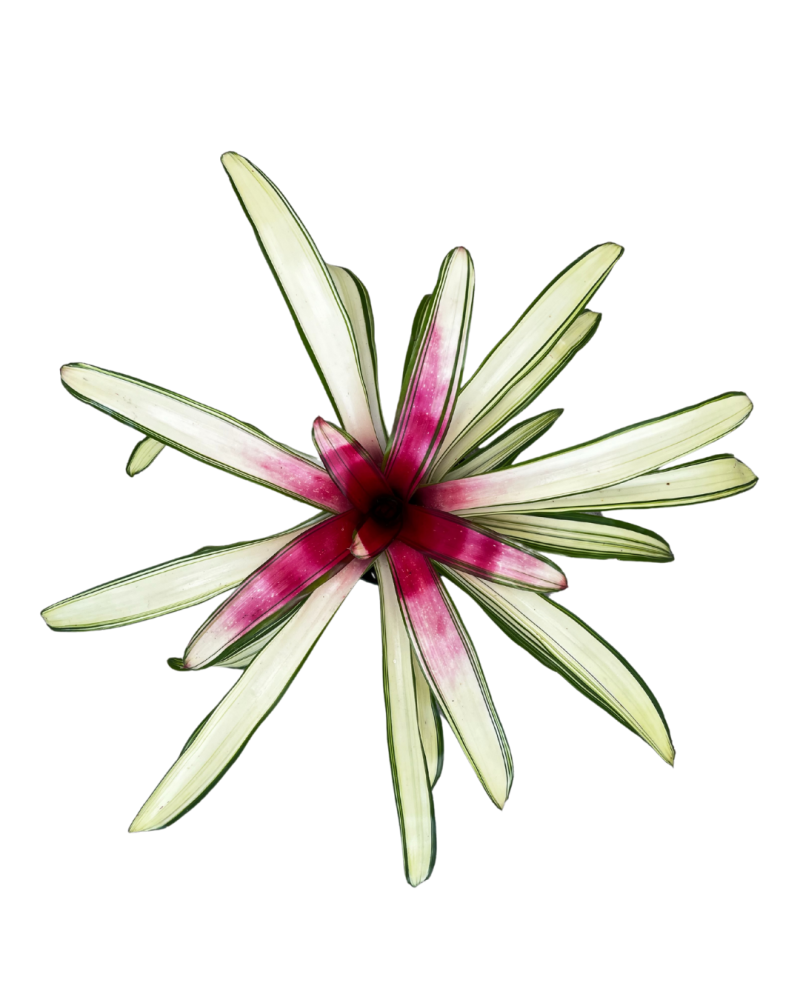 neoregelia-ardie-bromeliad