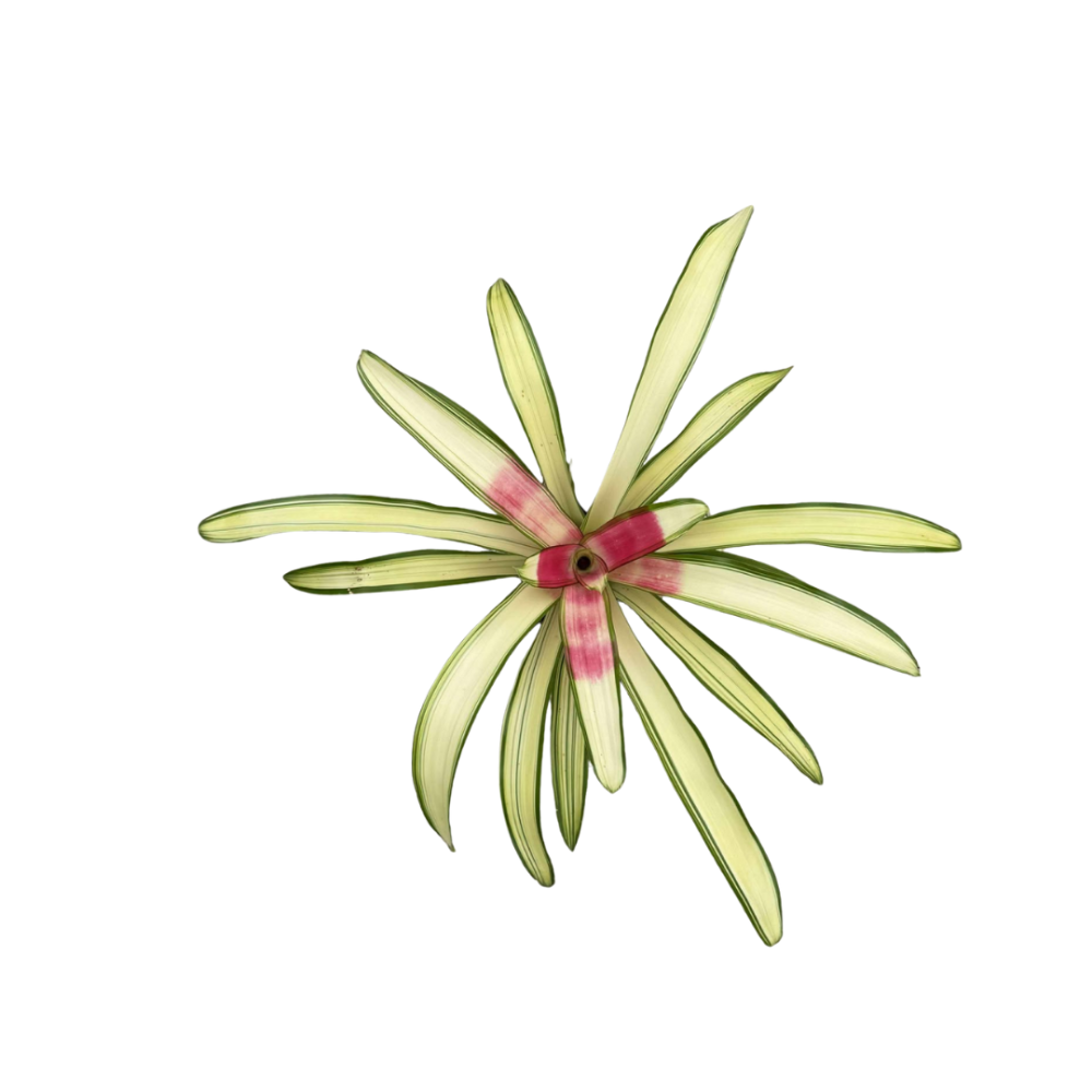 neoregelia-ardie-bromeliad
