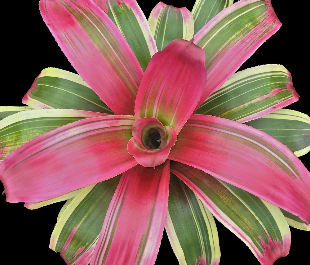 neoregelia-autumn-rain-bromeliad