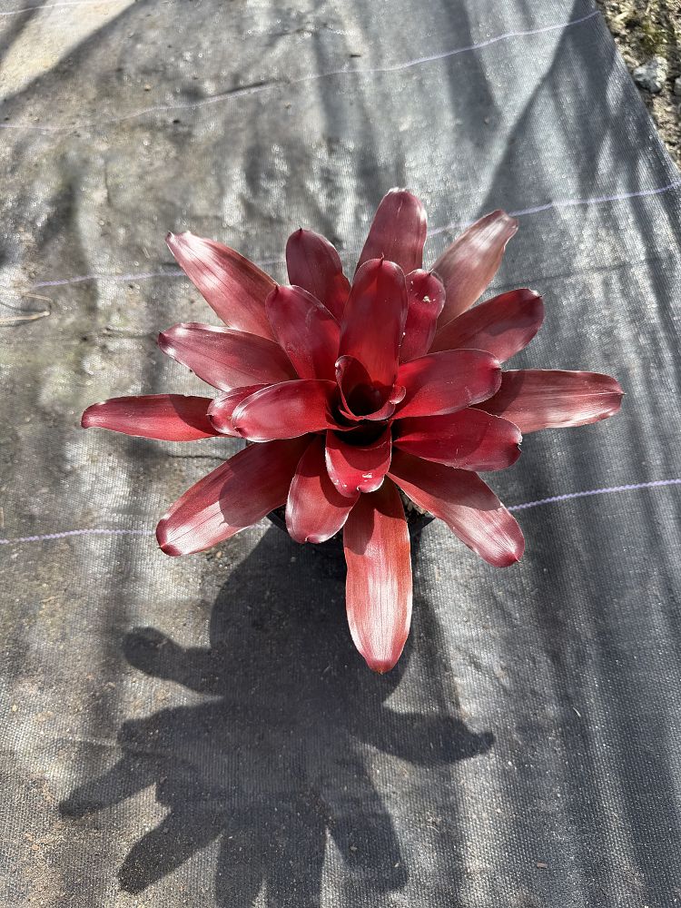 neoregelia-avalon-bromeliad