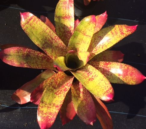 neoregelia-big-rose-bromeliad