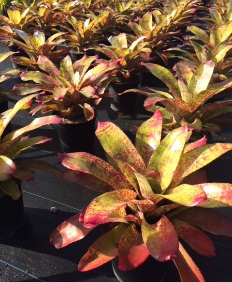 neoregelia-big-rose-bromeliad