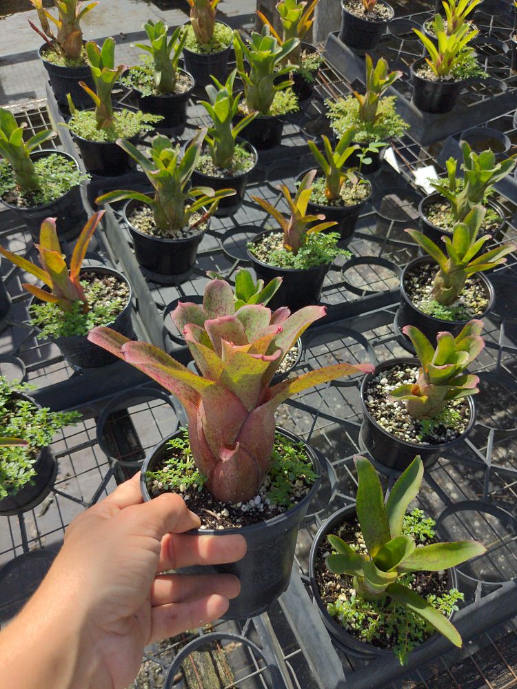 neoregelia-bob-read-bromeliad