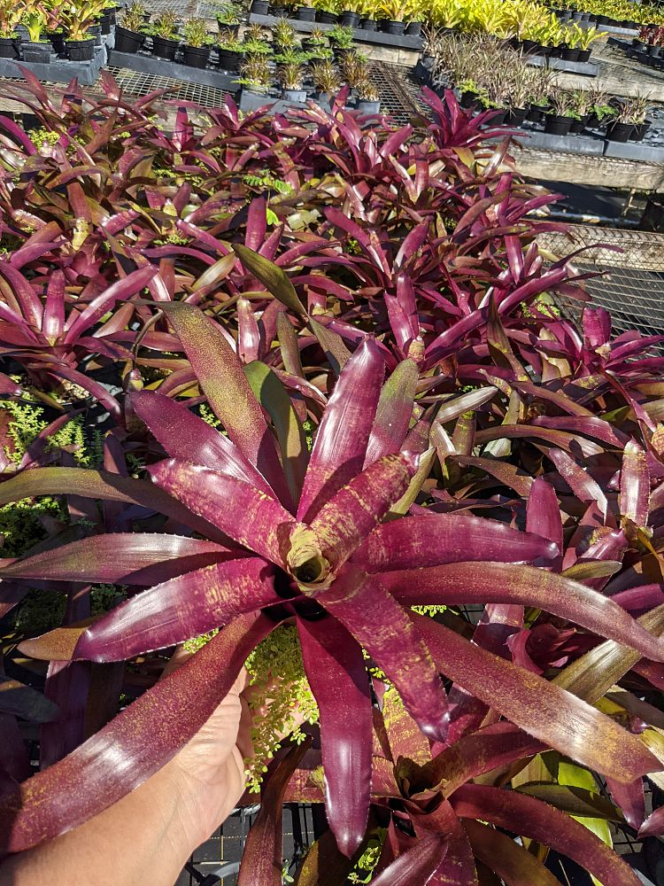 neoregelia-bob-work-bromeliad