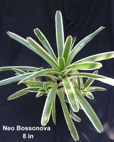 neoregelia-bossa-nova-bromeliad