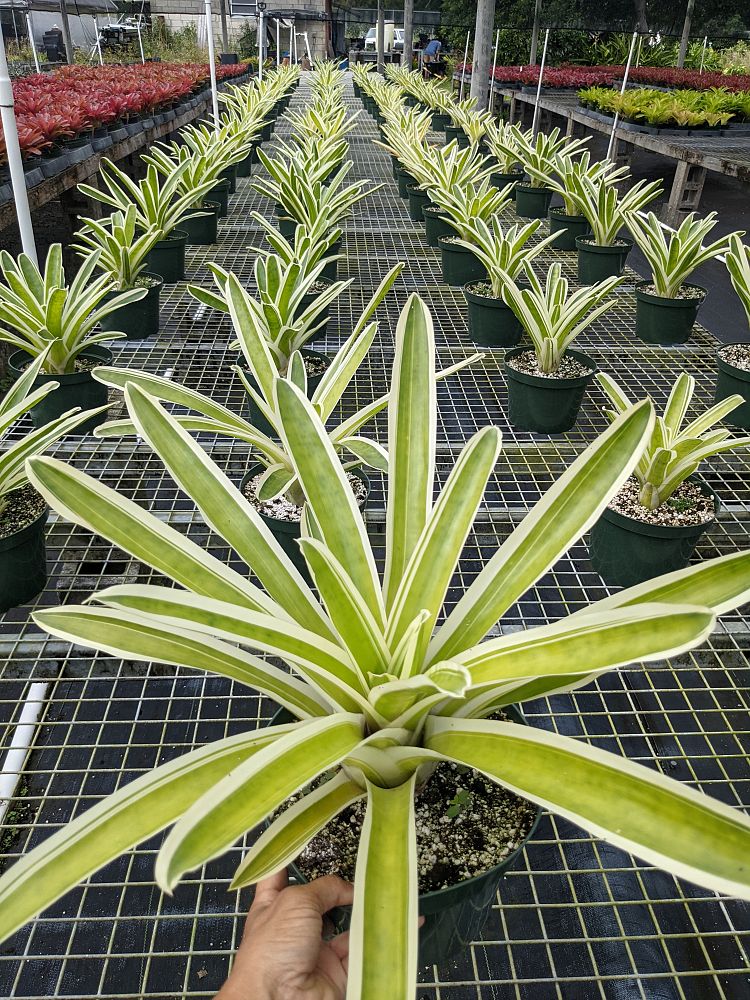 neoregelia-bossa-nova-bromeliad