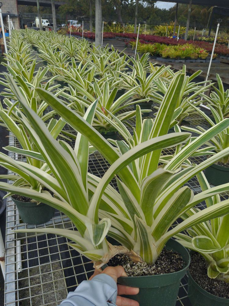 neoregelia-bossa-nova-bromeliad