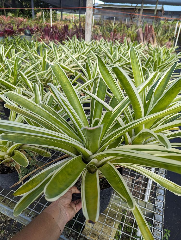 neoregelia-bossa-nova-bromeliad