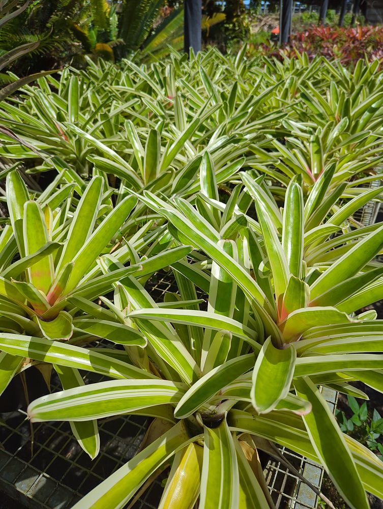 neoregelia-bossa-nova-bromeliad