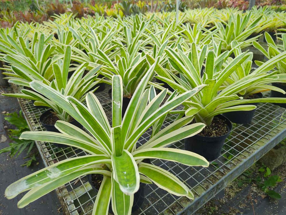 neoregelia-bossa-nova-bromeliad