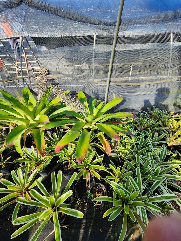 neoregelia-bossa-nova-bromeliad