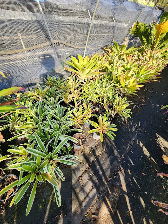 neoregelia-bossa-nova-bromeliad