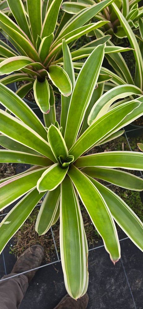 neoregelia-bossa-nova-bromeliad