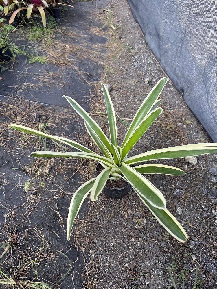 neoregelia-bossa-nova-bromeliad