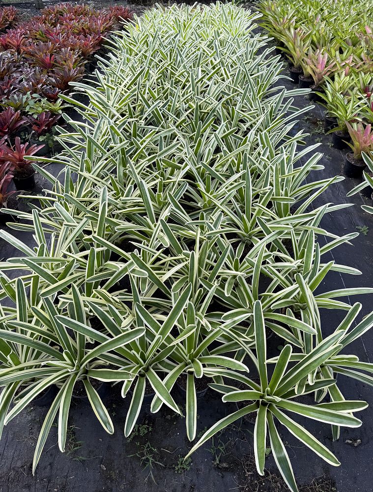 neoregelia-bossa-nova-bromeliad