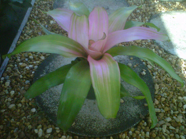 neoregelia-bromeliad