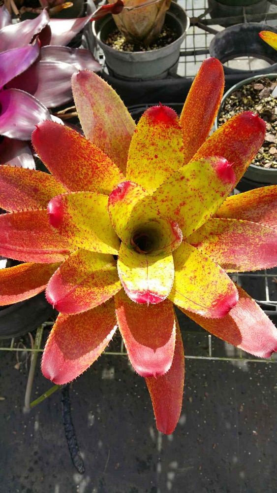 neoregelia-bromeliad