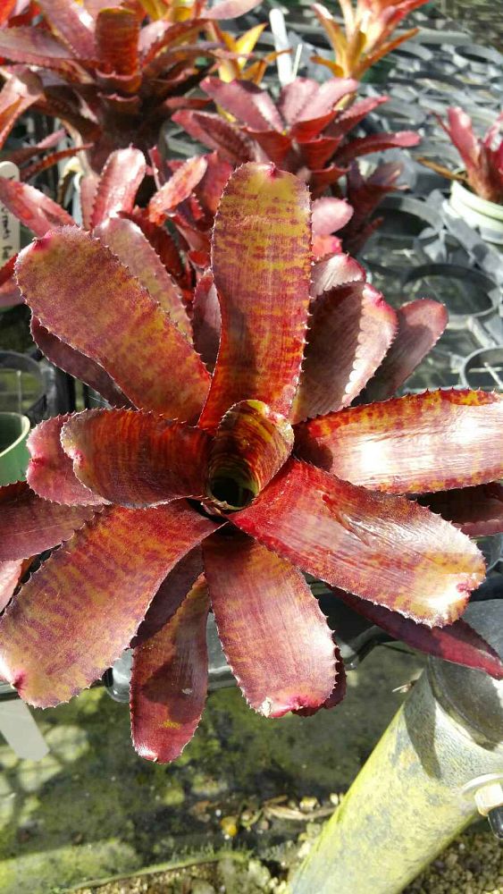 neoregelia-bromeliad