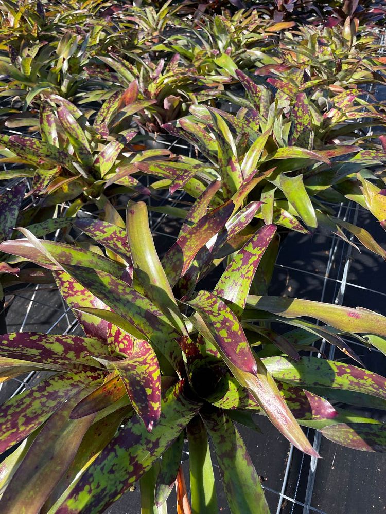 neoregelia-bromeliad
