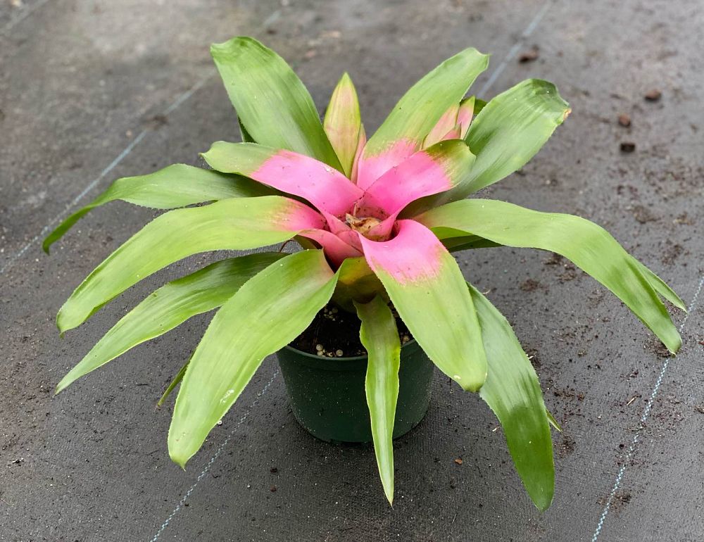 neoregelia-bromeliad