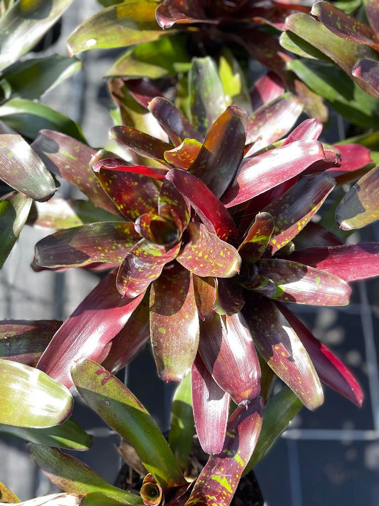 neoregelia-bromeliad