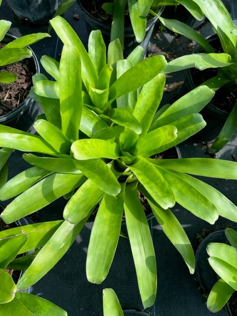 neoregelia-bromeliad