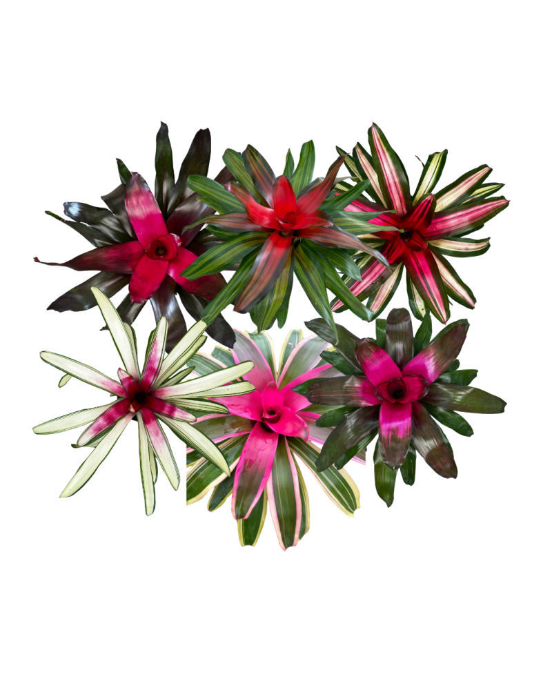 neoregelia-bromeliad