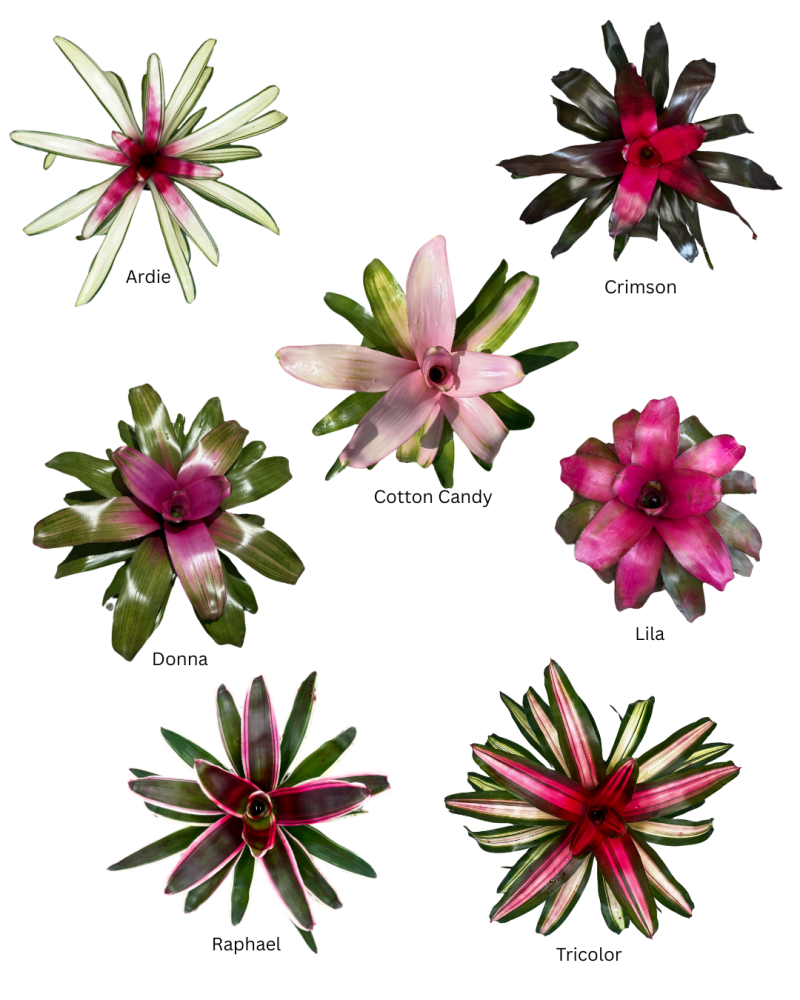 neoregelia-bromeliad