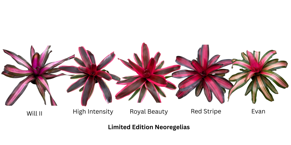 neoregelia-bromeliad