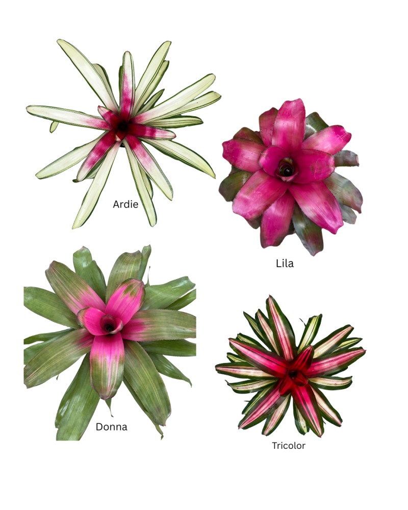 neoregelia-bromeliad