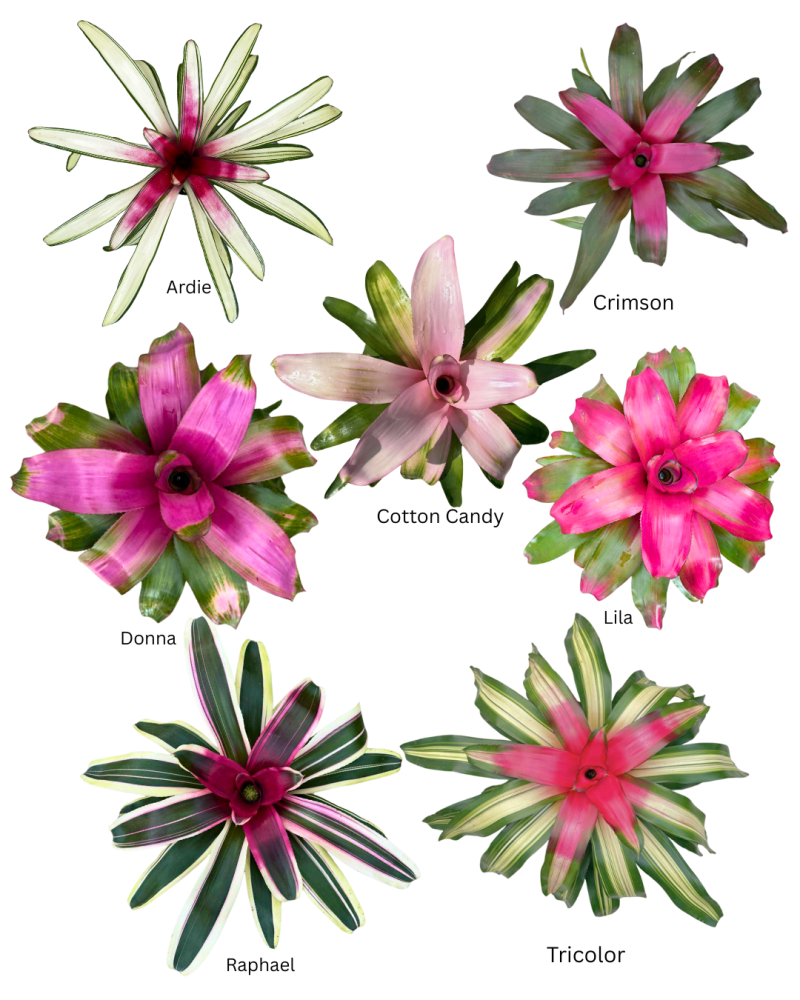 neoregelia-bromeliad