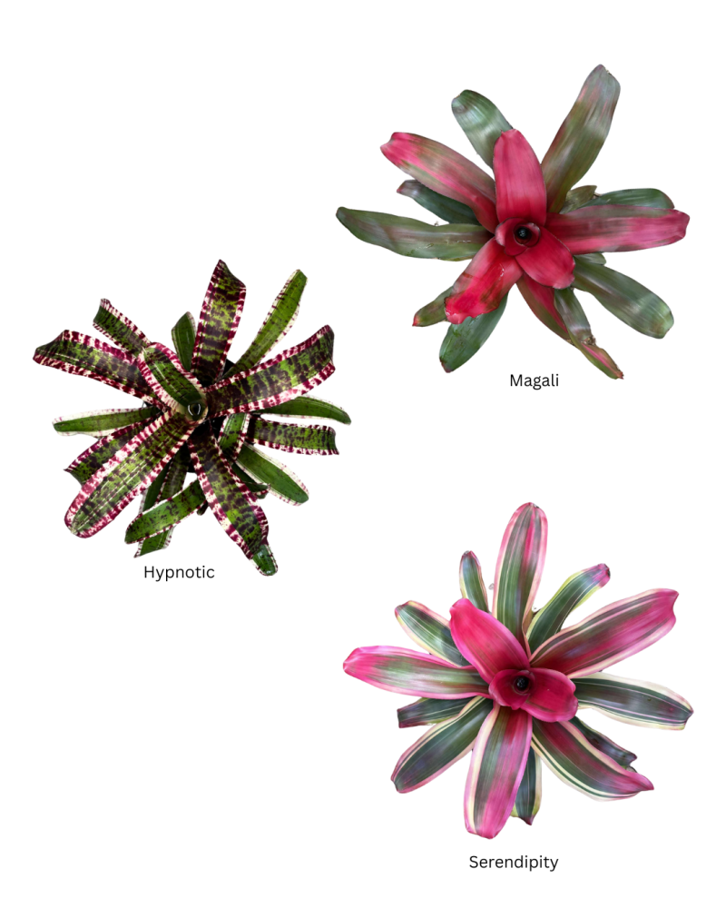 neoregelia-bromeliad