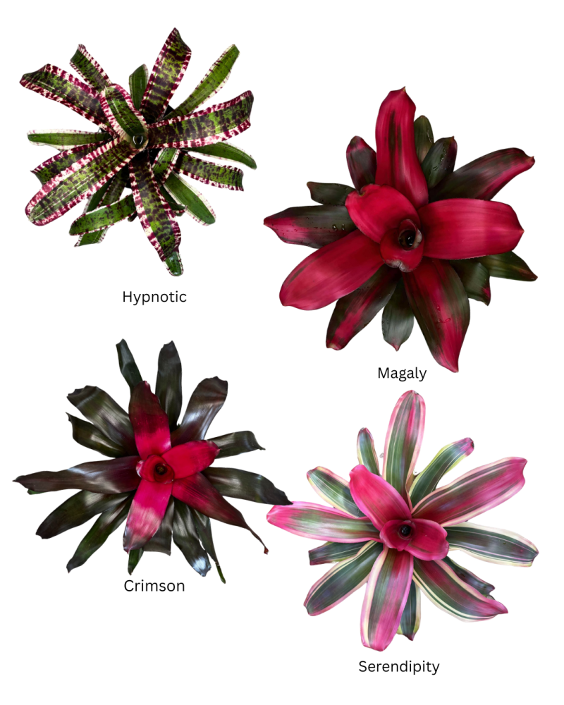 neoregelia-bromeliad