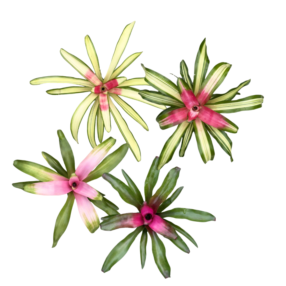 neoregelia-bromeliad