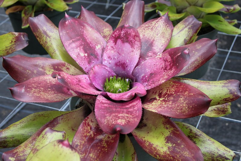 neoregelia-caitlyn-bromeliad