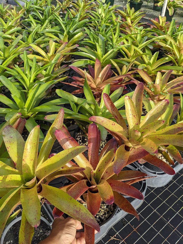 neoregelia-camorimiana-bromeliad
