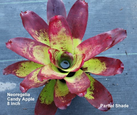 neoregelia-candy-apple-bromeliad