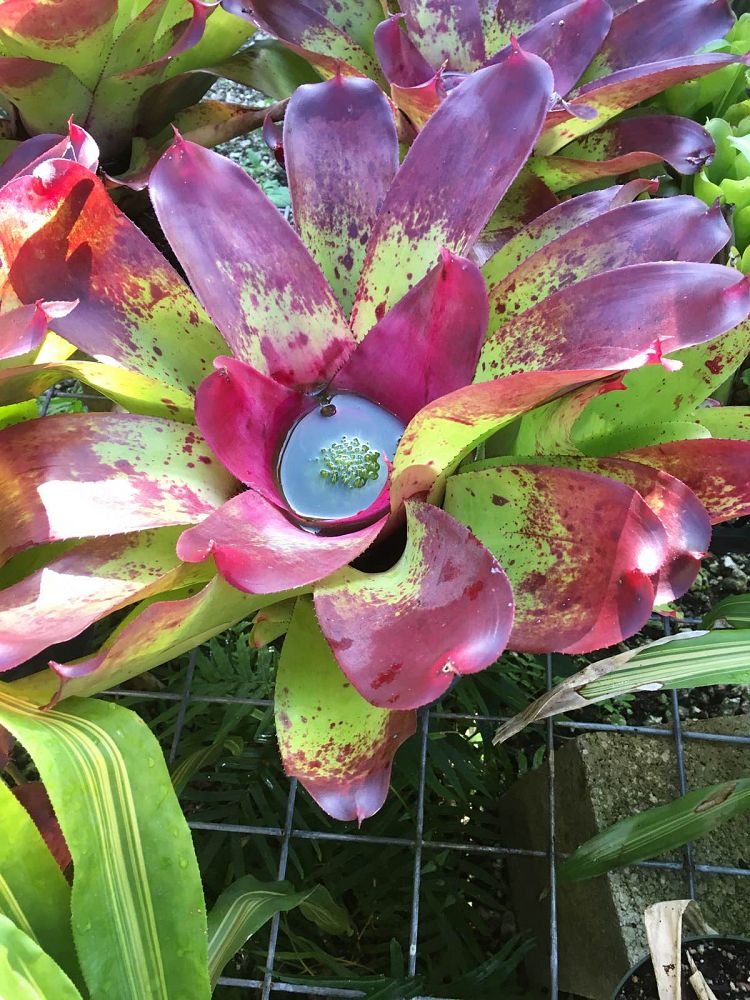 neoregelia-candy-apple-bromeliad