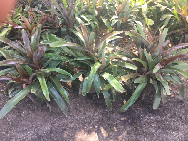 neoregelia-candy-apple-bromeliad