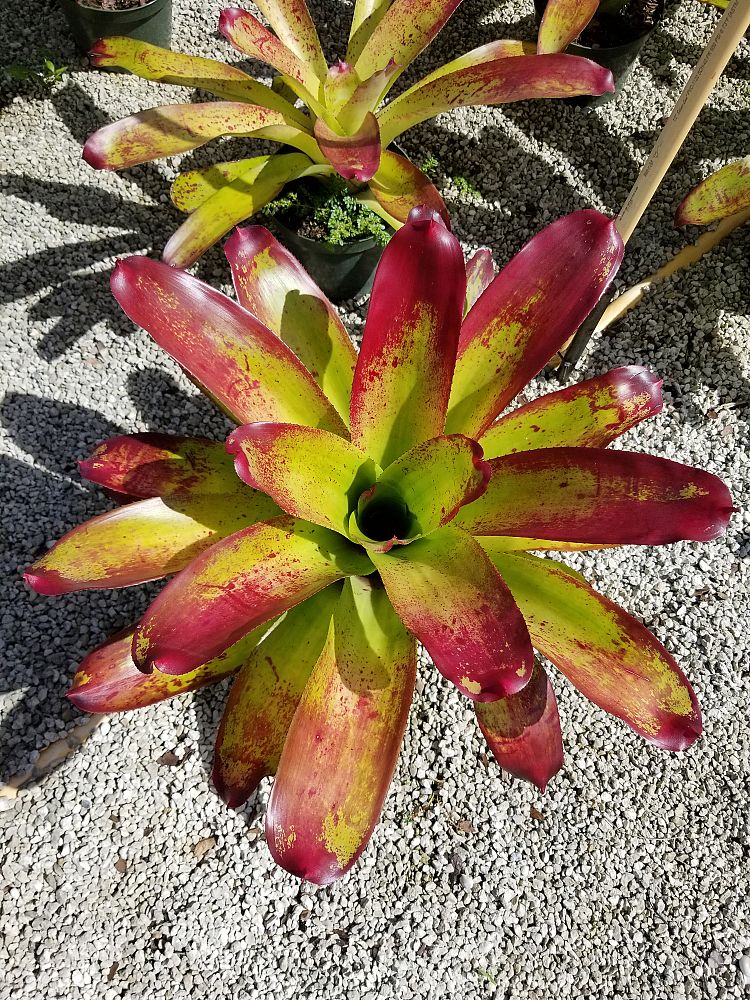 neoregelia-candy-apple-bromeliad