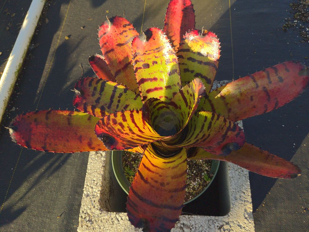 neoregelia-carcharodon-bromeliad