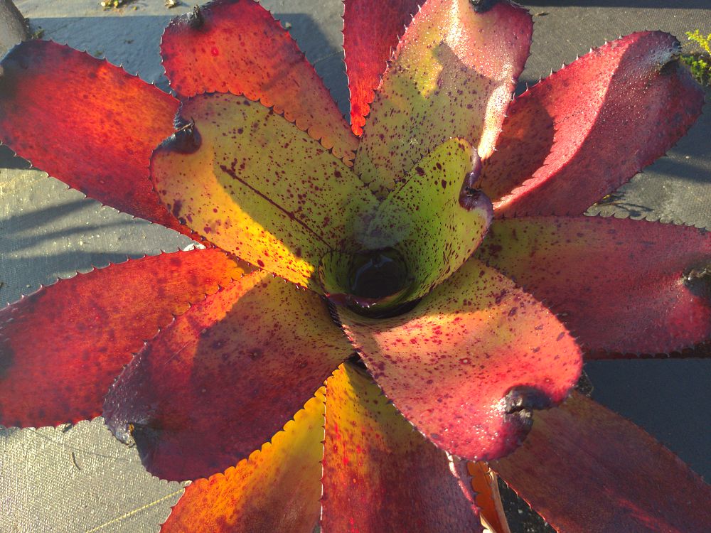 neoregelia-carcharodon-bromeliad