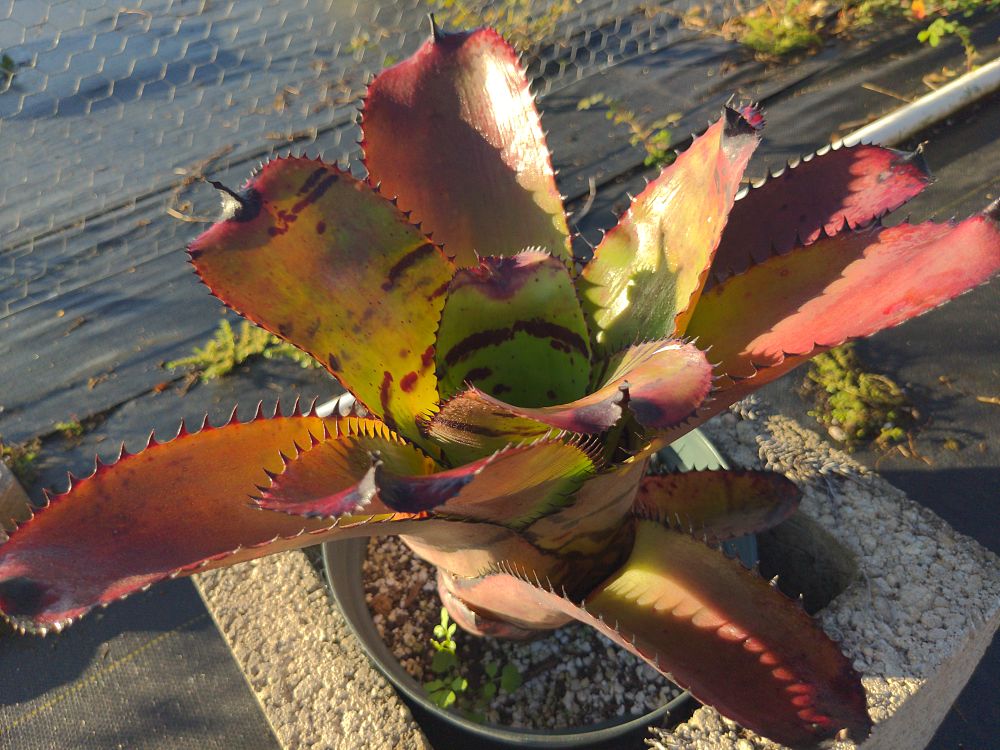 neoregelia-carcharodon-bromeliad