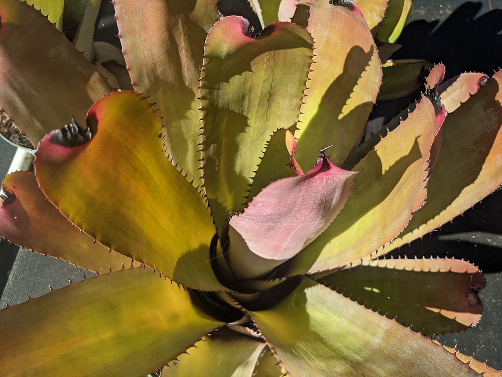 neoregelia-carcharodon-bromeliad