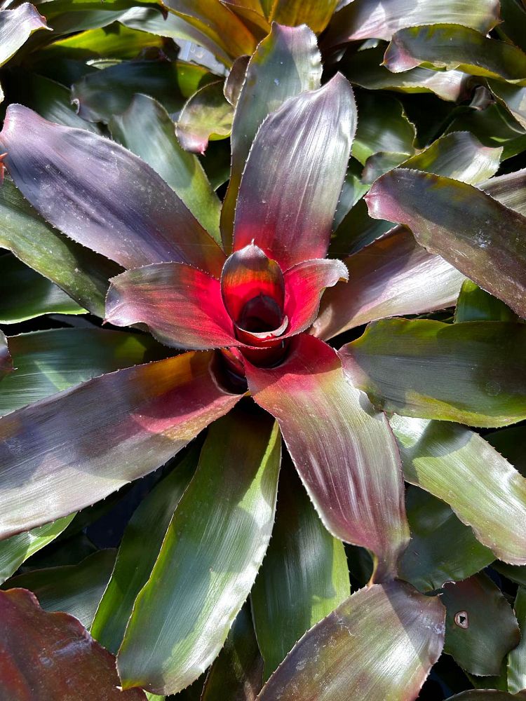 neoregelia-carolinae-blushing-bromeliad-bromeliad
