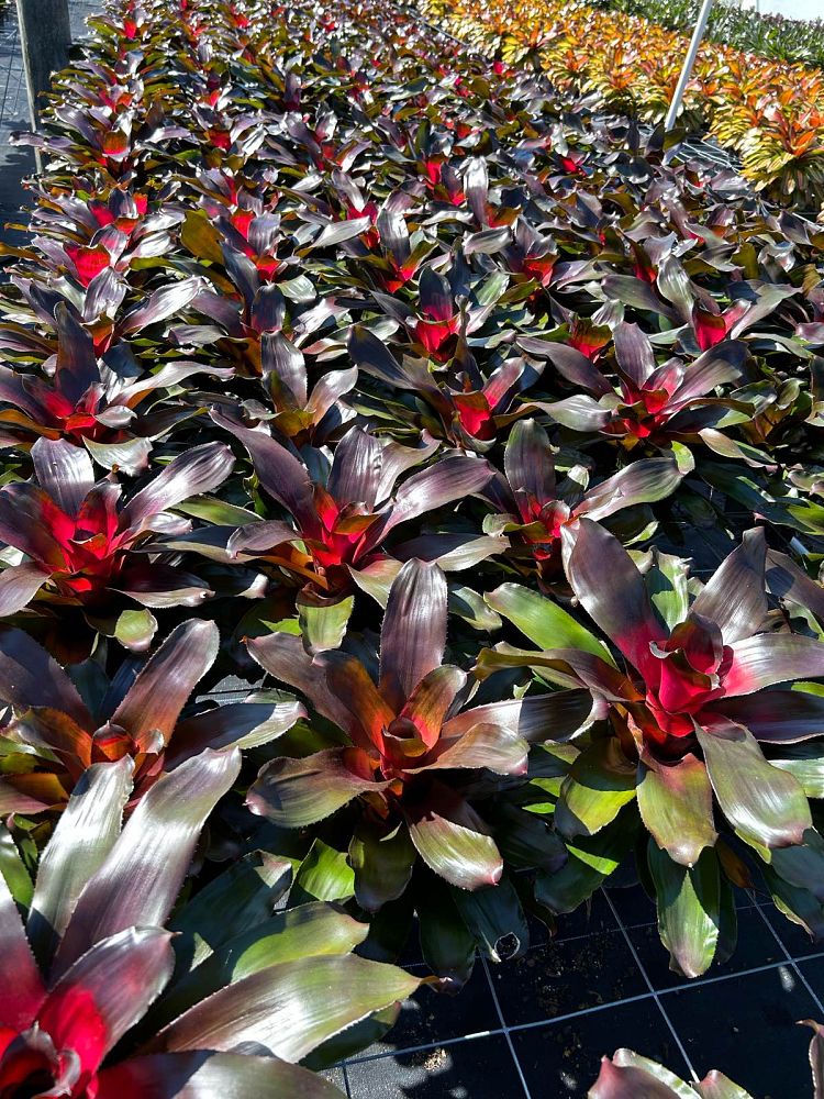 neoregelia-carolinae-blushing-bromeliad-bromeliad