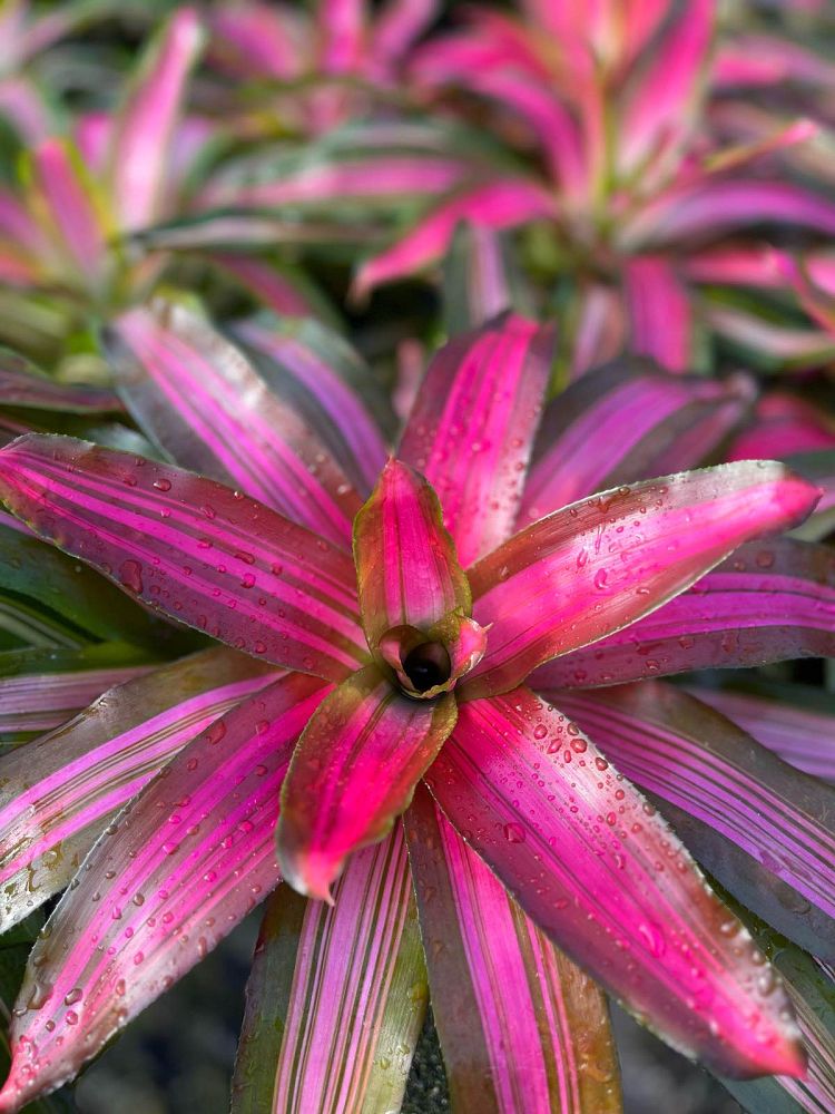 neoregelia-carolinae-tricolor-perfecta-bromeliad