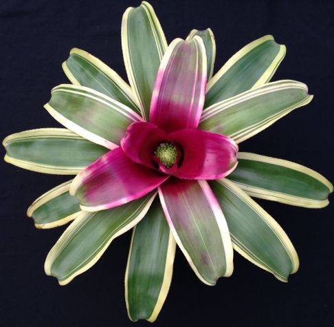 neoregelia-charisma-bromeliad