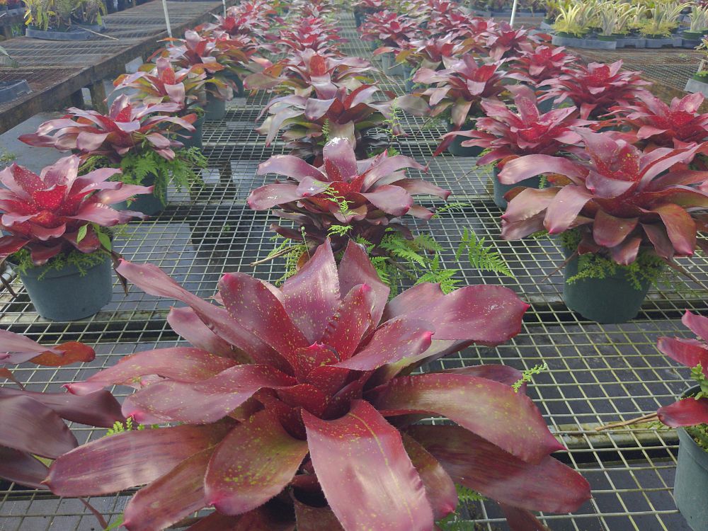 neoregelia-charm-bromeliad