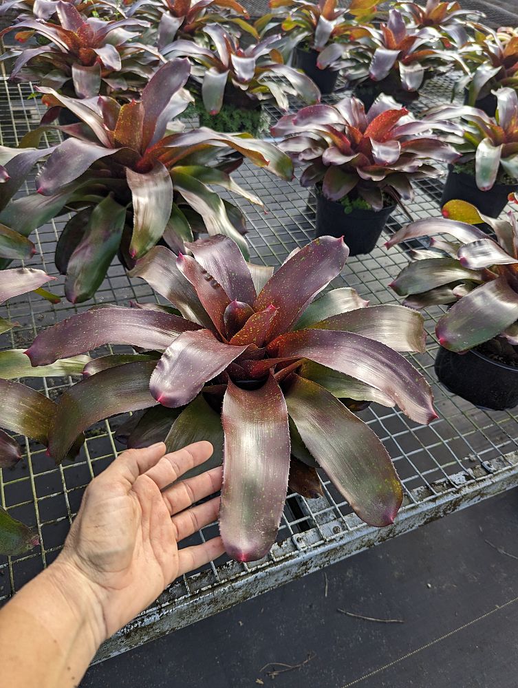 neoregelia-charm-bromeliad